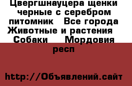 Цвергшнауцера щенки черные с серебром питомник - Все города Животные и растения » Собаки   . Мордовия респ.